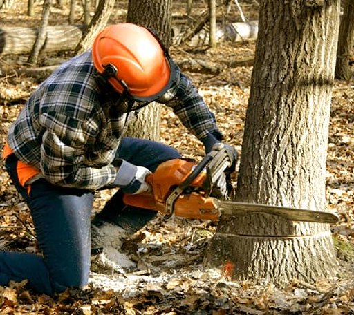 Tree Removal in Afton, TX